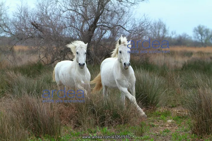 : Camargue horses, Camargue, Bouches du Rh 'nne, France : Camargue horses, Camargue, Bouches du Rh 'nne, France