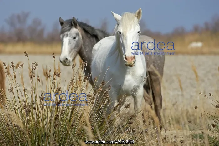  : Camargue horses, Camargue, southern France, France