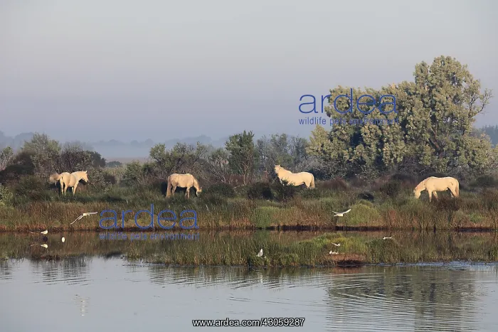 : Camargue horses at dawn Pont de Gau RNP Camargue France : Camargue horses at dawn Pont de Gau RNP Camargue France