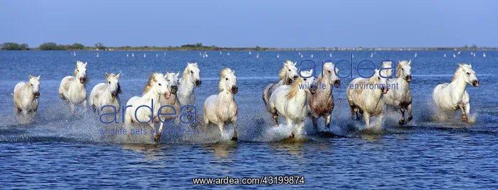 : Camargue horses (Equus caballus), herd gallopping : Camargue horses (Equus caballus), herd gallopping