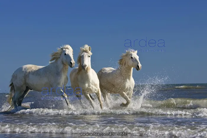 : Camargue horses (Equus caballus), running though : Camargue horses (Equus caballus), running though