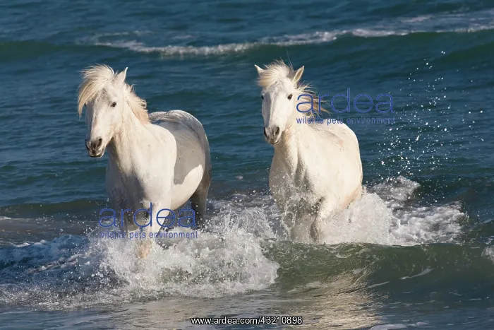 : Camargue horses (Equus caballus), running through : Camargue horses (Equus caballus), running through