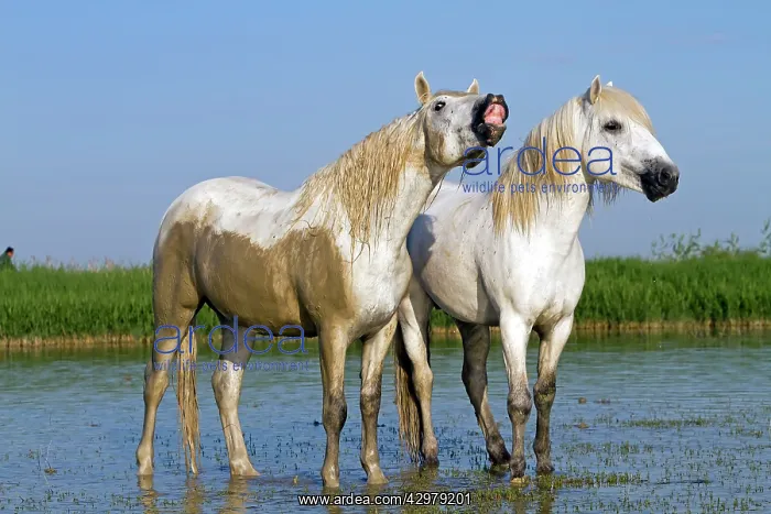 : Camargue Horses - fight between males / stallions in water : Camargue Horses - fight between males / stallions in water