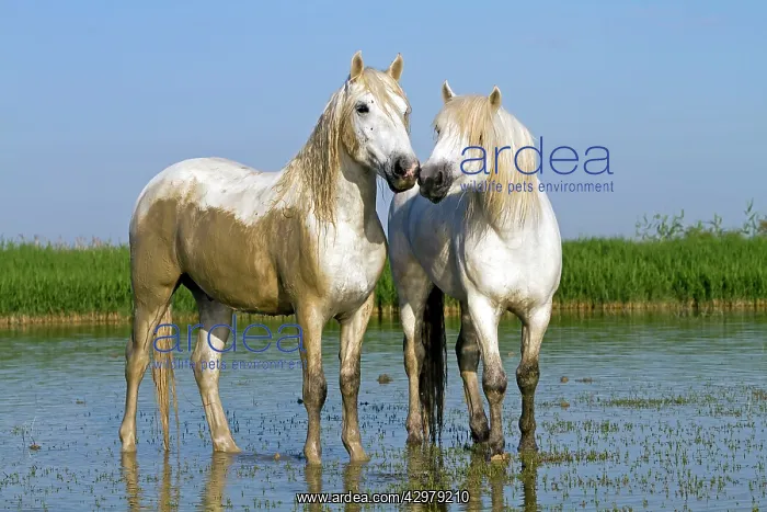 : Camargue Horses - fight between males / stallions in water : Camargue Horses - fight between males / stallions in water