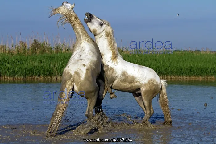  : Camargue Horses - fight between males  /  stallions in water