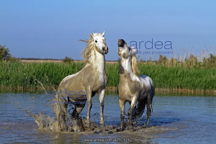 : Camargue Horses - fight between males / stallions in water : Camargue Horses - fight between males / stallions in water