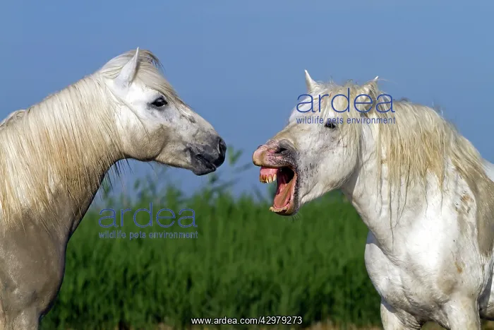 : Camargue Horses - fight between males / stallions in water : Camargue Horses - fight between males / stallions in water