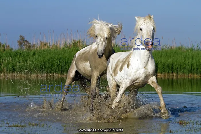 : Camargue Horses - fight between males / stallions in water : Camargue Horses - fight between males / stallions in water