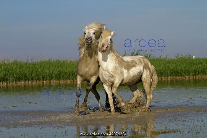 : Camargue Horses - fight between males / stallions in water : Camargue Horses - fight between males / stallions in water