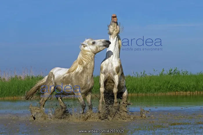: Camargue Horses - fight between males / stallions in water : Camargue Horses - fight between males / stallions in water
