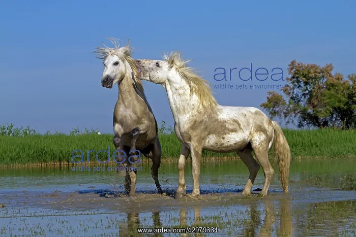 : Camargue Horses - fight between males / stallions in water : Camargue Horses - fight between males / stallions in water