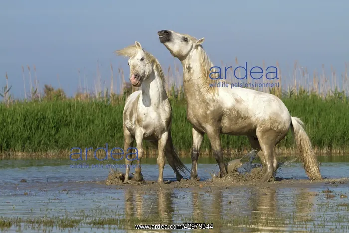 : Camargue Horses - fight between males / stallions in water : Camargue Horses - fight between males / stallions in water