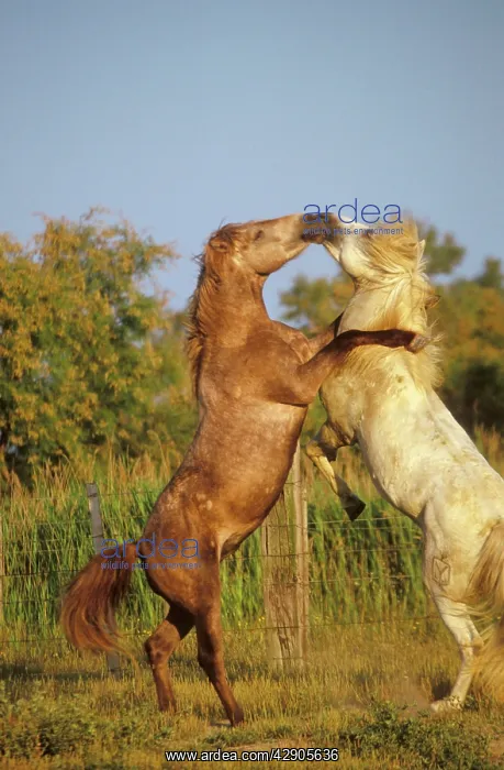  : Camargue HORSES - fighting