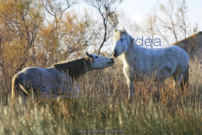 : Camargue Horses - two fighting : Camargue Horses - two fighting