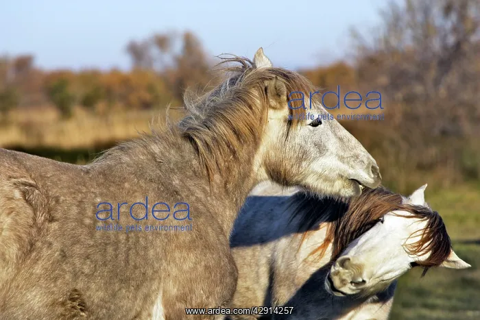 : Camargue Horses - two fighting : Camargue Horses - two fighting