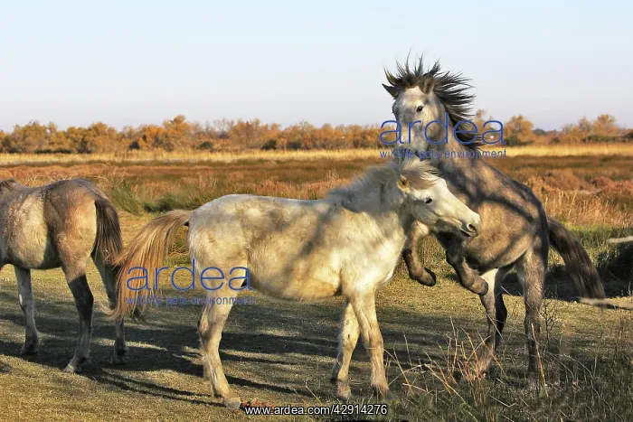: Camargue Horses - two fighting : Camargue Horses - two fighting
