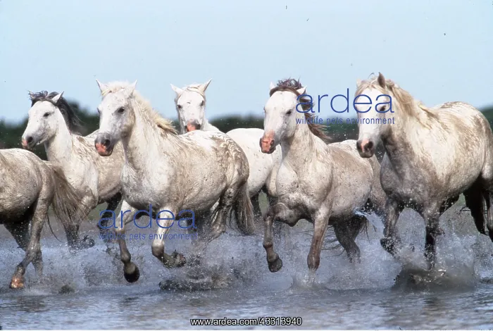 : CAMARGUE HORSES - Galloping through water : CAMARGUE HORSES - Galloping through water