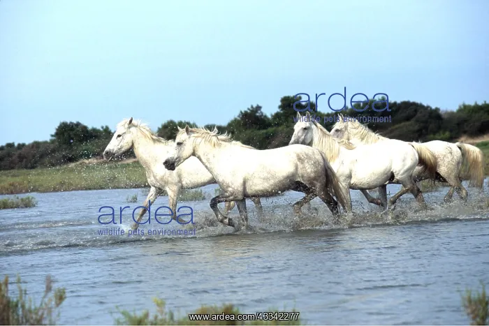 : CAMARGUE HORSES - galloping through water : CAMARGUE HORSES - galloping through water