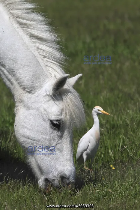 : Camargue horses grazing and cattle egret RNP Camargue : Camargue horses grazing and cattle egret RNP Camargue