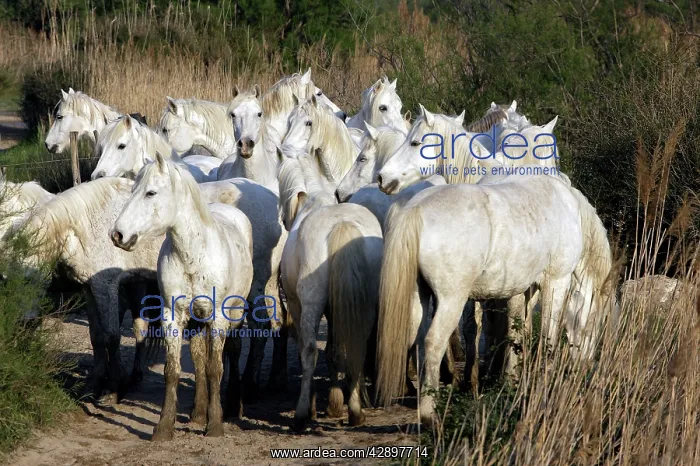 : Camargue Horses - group - Saintes Maries de la Mer : Camargue Horses - group - Saintes Maries de la Mer