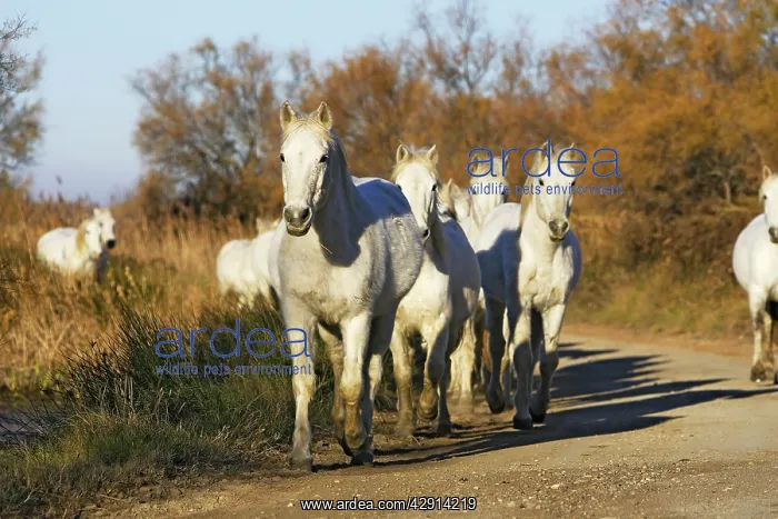 : Camargue Horses - group trotting down road : Camargue Horses - group trotting down road