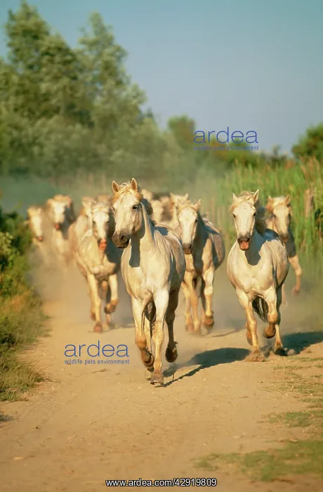 : Camargue HORSES - herd running on dusty track : Camargue HORSES - herd running on dusty track