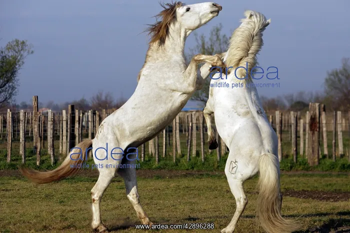 : Camargue Horses - males fighting : Camargue Horses - males fighting