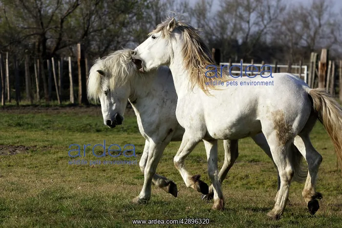 : Camargue Horses - males fighting : Camargue Horses - males fighting