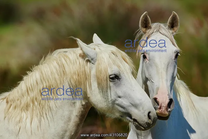 : Two Camargue horses, portrait, Camargue, France : Two Camargue horses, portrait, Camargue, France