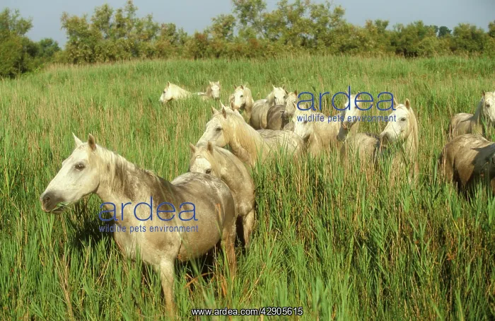 : Camargue HORSES - Portrait, herd in reeds : Camargue HORSES - Portrait, herd in reeds
