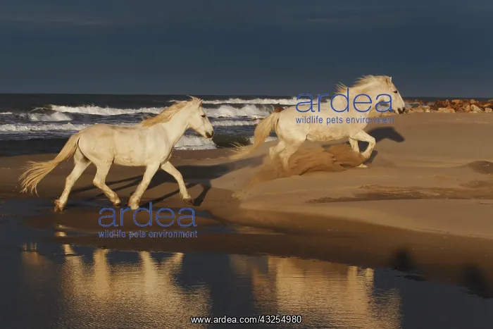 : Camargue horses and reflection, southern : Camargue horses and reflection, southern