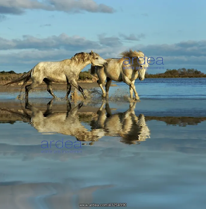 : Camargue horses and reflection, southern : Camargue horses and reflection, southern