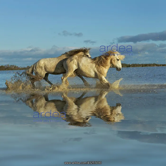 : Camargue horses and reflection, southern : Camargue horses and reflection, southern