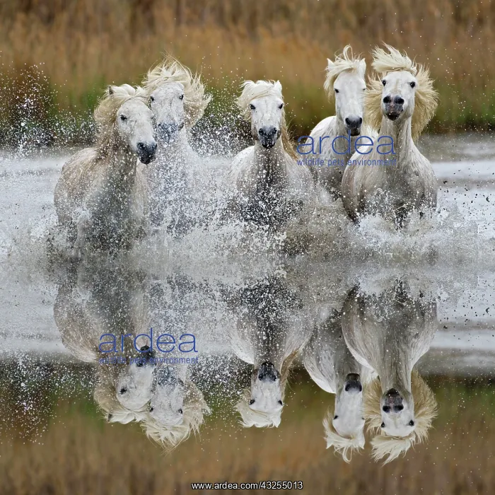 : Camargue horses and reflection, southern : Camargue horses and reflection, southern