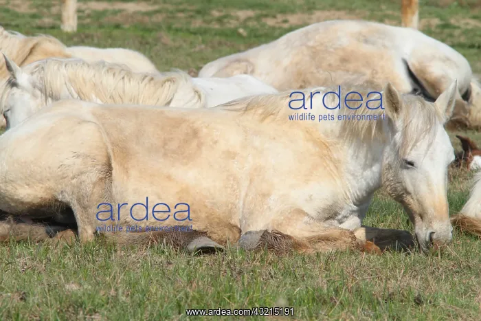 : Camargue horses at rest : Camargue horses at rest