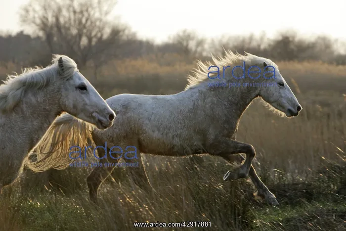 : Camargue Horses - running : Camargue Horses - running