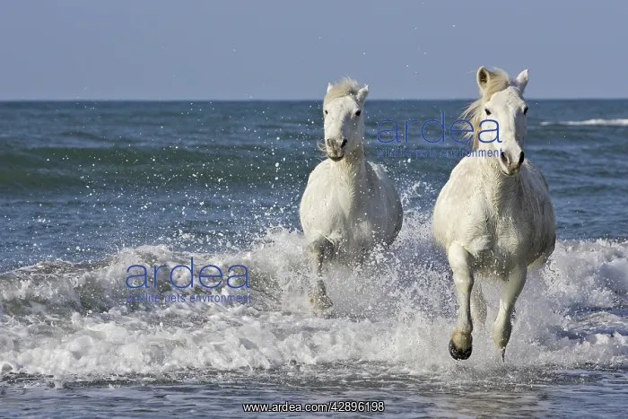 : Camargue Horses - running along the beach : Camargue Horses - running along the beach