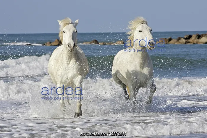 : Camargue Horses - running along the beach : Camargue Horses - running along the beach