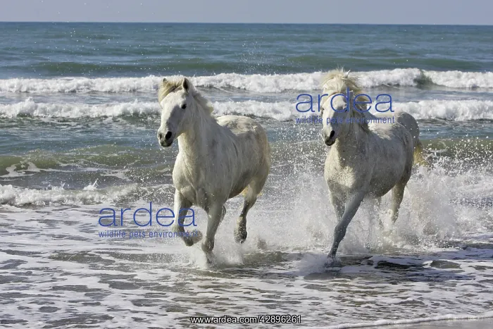 : Camargue Horses - running along the beach : Camargue Horses - running along the beach