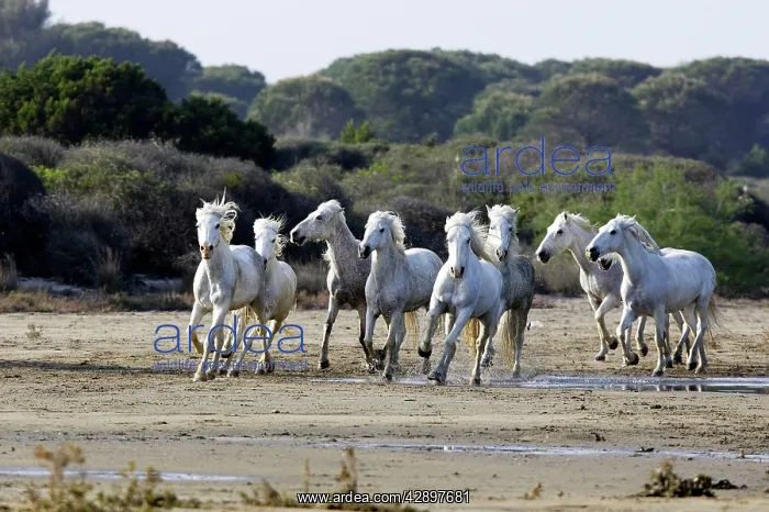 : Camargue Horses - running on beach : Camargue Horses - running on beach