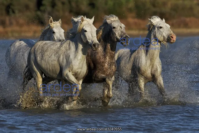 : Camargue horses running through marshy wetland : Camargue horses running through marshy wetland