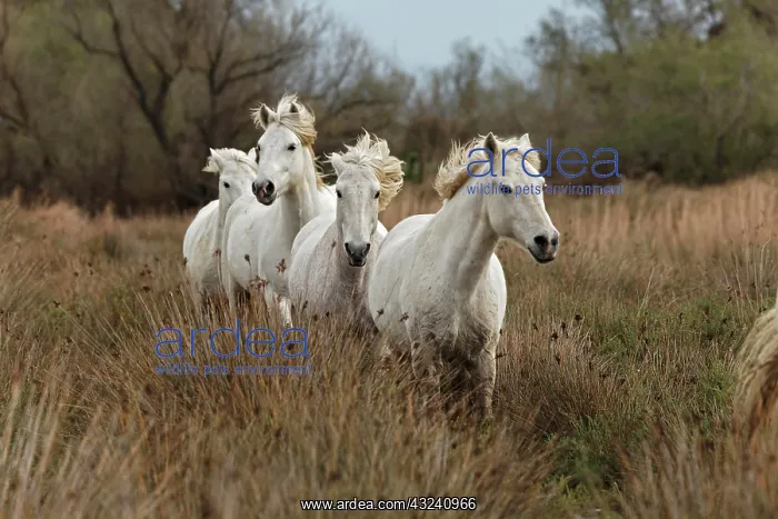 : Camargue horses running through marshy wetland : Camargue horses running through marshy wetland