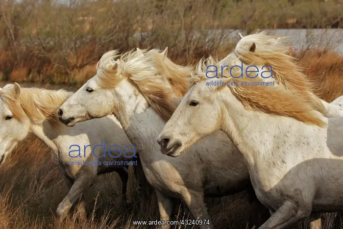 : Camargue horses running through marshy wetland : Camargue horses running through marshy wetland
