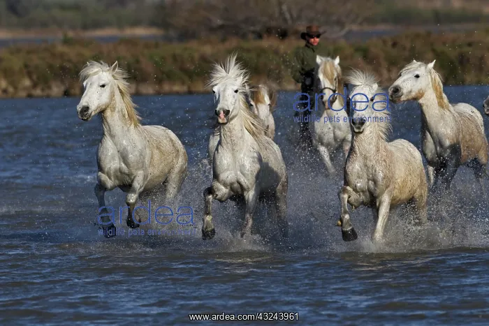 : Camargue horses running through marshy wetland : Camargue horses running through marshy wetland