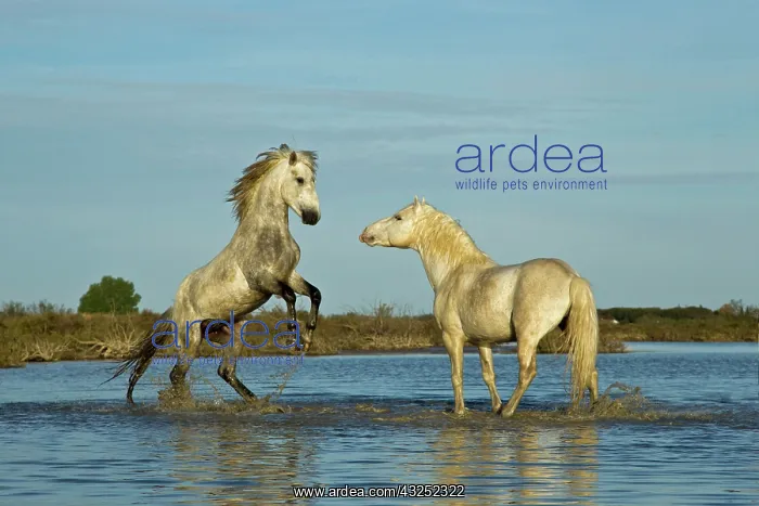  : Camargue horses running through marshy wetland