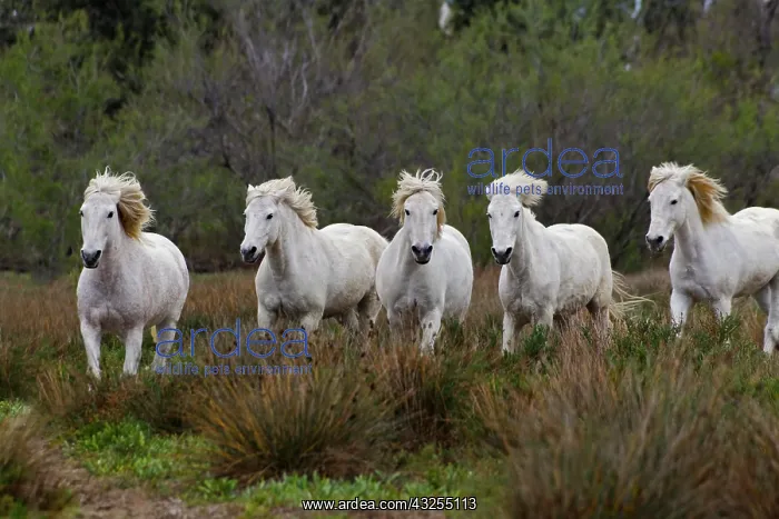 : Camargue horses running through marshy wetland : Camargue horses running through marshy wetland