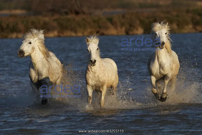 : Camargue horses running through marshy wetland : Camargue horses running through marshy wetland