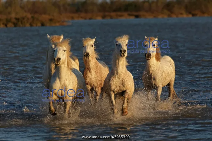 : Camargue horses running through marshy wetland : Camargue horses running through marshy wetland