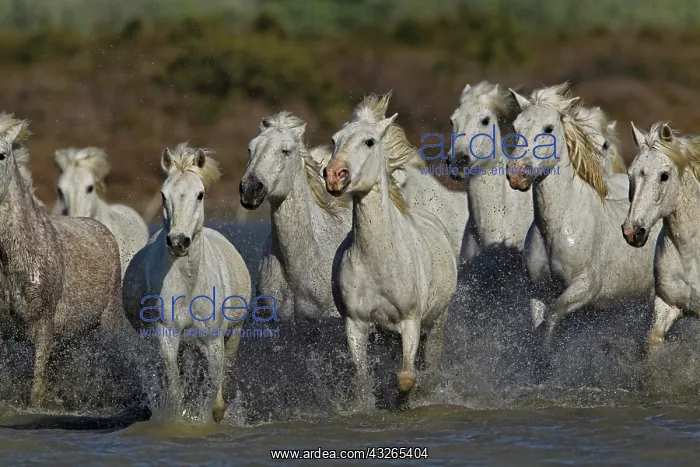 : Camargue horses running through marshy wetland : Camargue horses running through marshy wetland