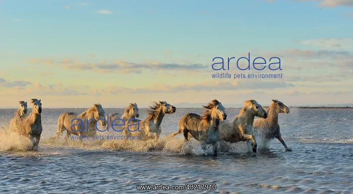  : Camargue horses running in a swamp in winter - France